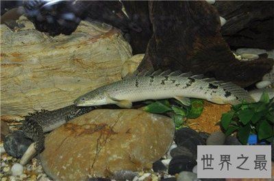 如何判斷金龍魚食物新鮮度：如何判斷金龍魚的新鮮度 如何判斷金龍魚食物新鮮度：如何判斷金龍魚的新鮮度 金龍魚百科 第4張