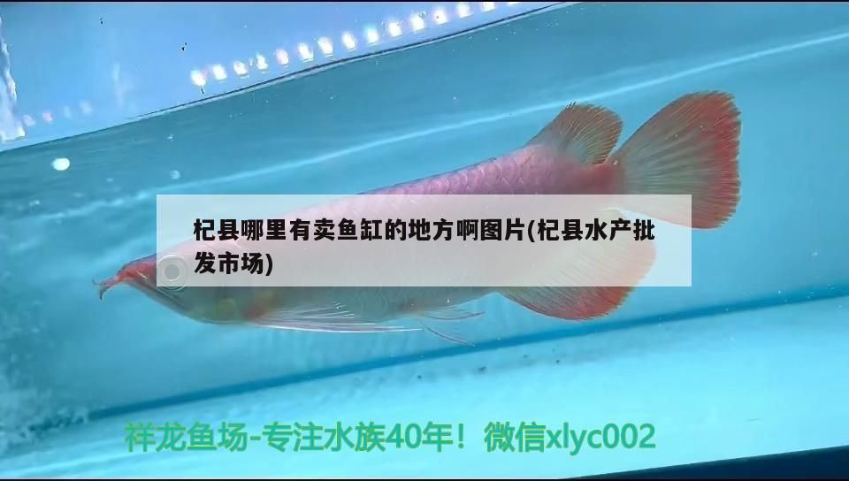 杞縣哪里有賣魚缸的地方啊圖片(杞縣水產(chǎn)批發(fā)市場(chǎng))