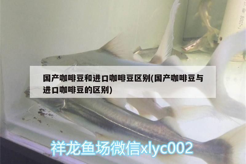 國產咖啡豆和進口咖啡豆區別(國產咖啡豆與進口咖啡豆的區別)