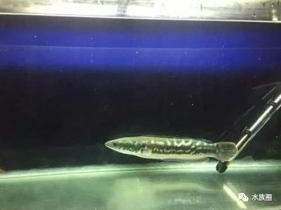 銀板魚混養(yǎng)缸內(nèi)植物選擇，銀板魚與龍魚混養(yǎng)注意事項銀板魚與龍魚混養(yǎng)注意事項