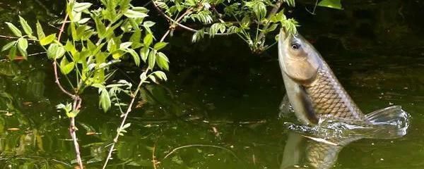 銀板魚混養(yǎng)缸內(nèi)植物選擇，銀板魚與龍魚混養(yǎng)注意事項銀板魚與龍魚混養(yǎng)注意事項