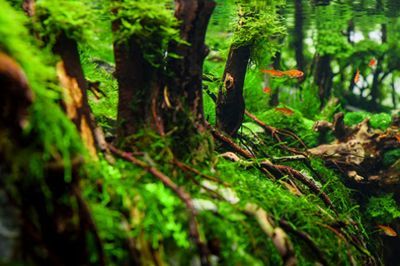 銀板魚混養(yǎng)缸內(nèi)植物選擇，銀板魚與龍魚混養(yǎng)注意事項銀板魚與龍魚混養(yǎng)注意事項
