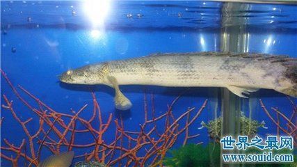 水族館專家推薦幼魚飼料：幼魚飼料營養成分對比豐年蝦孵化技巧詳解