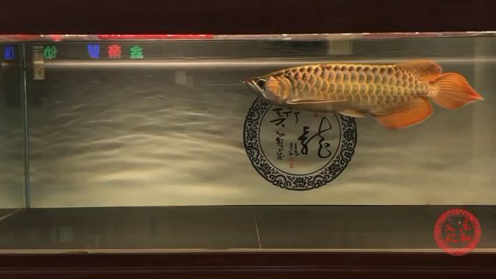 龍魚白點病和水霉病的區別在哪些地方vs祥龍魚場：如何預防龍魚得白點病，治療龍魚水霉病的有效方法