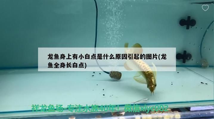 龍魚白點病和水霉病的區別在哪些地方vs祥龍魚場：如何預防龍魚得白點病，治療龍魚水霉病的有效方法