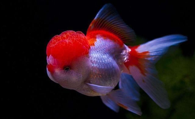 龍魚白點病和水霉病的區別在哪些地方vs祥龍魚場：如何預防龍魚得白點病，治療龍魚水霉病的有效方法