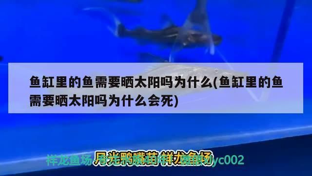 魚缸里的魚需要曬太陽嗎為什么(魚缸里的魚需要曬太陽嗎為什么會死)