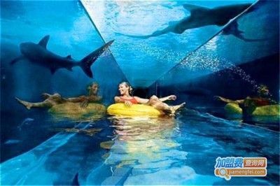 水族館加盟需要多少錢:水族館加盟品牌對比分析:水族館加盟的費用范圍較廣 水族館百科(水族館加盟) 第4張 水族館加盟需要多少錢:水族館加盟品牌對比分析:水族館加盟的費用范圍較廣 水族館加盟需要多少錢:水族館加盟品牌對比分析:水族館加盟的費用范圍較廣 水族館百科(水族館加盟) 第4張