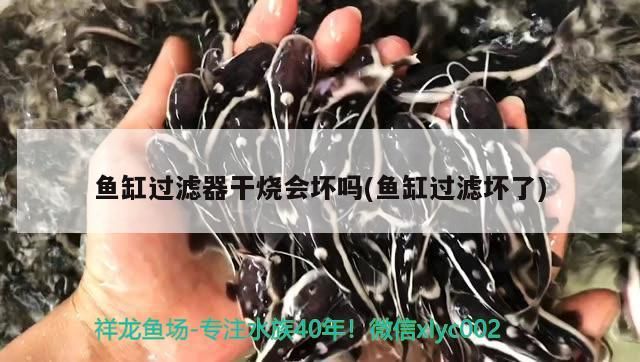 魚缸過濾器干燒會壞嗎(魚缸過濾壞了)