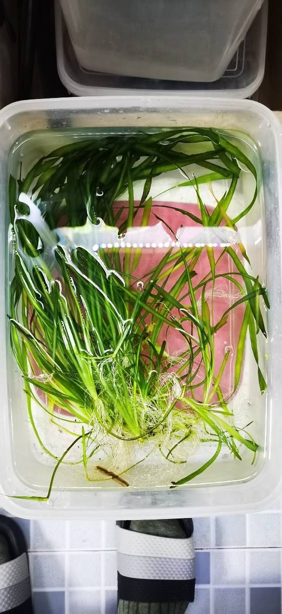 弄點水草