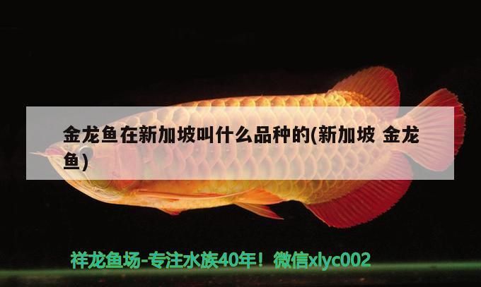 金龍魚在新加坡叫什么品種的(新加坡金龍魚)
