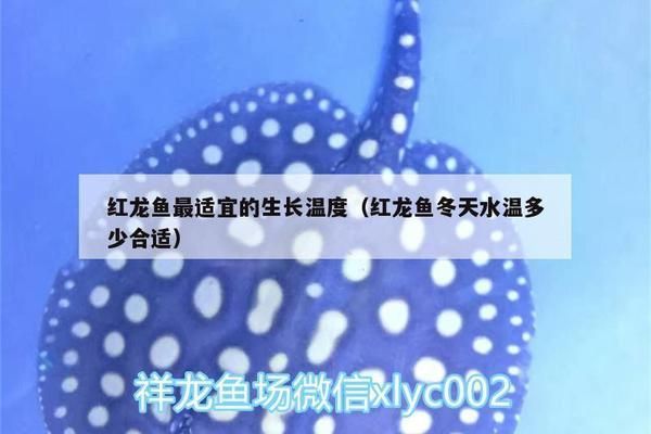 龍魚缸溫度30度高嗎vs祥龍魚場：祥龍魚場評價如何,30度水溫對龍魚影響,龍魚飼養常見問題