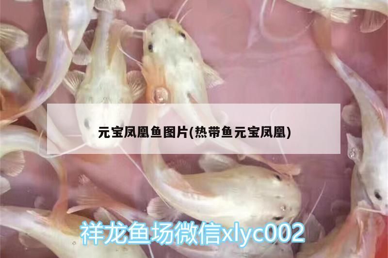 元寶鳳凰魚圖片(熱帶魚元寶鳳凰)