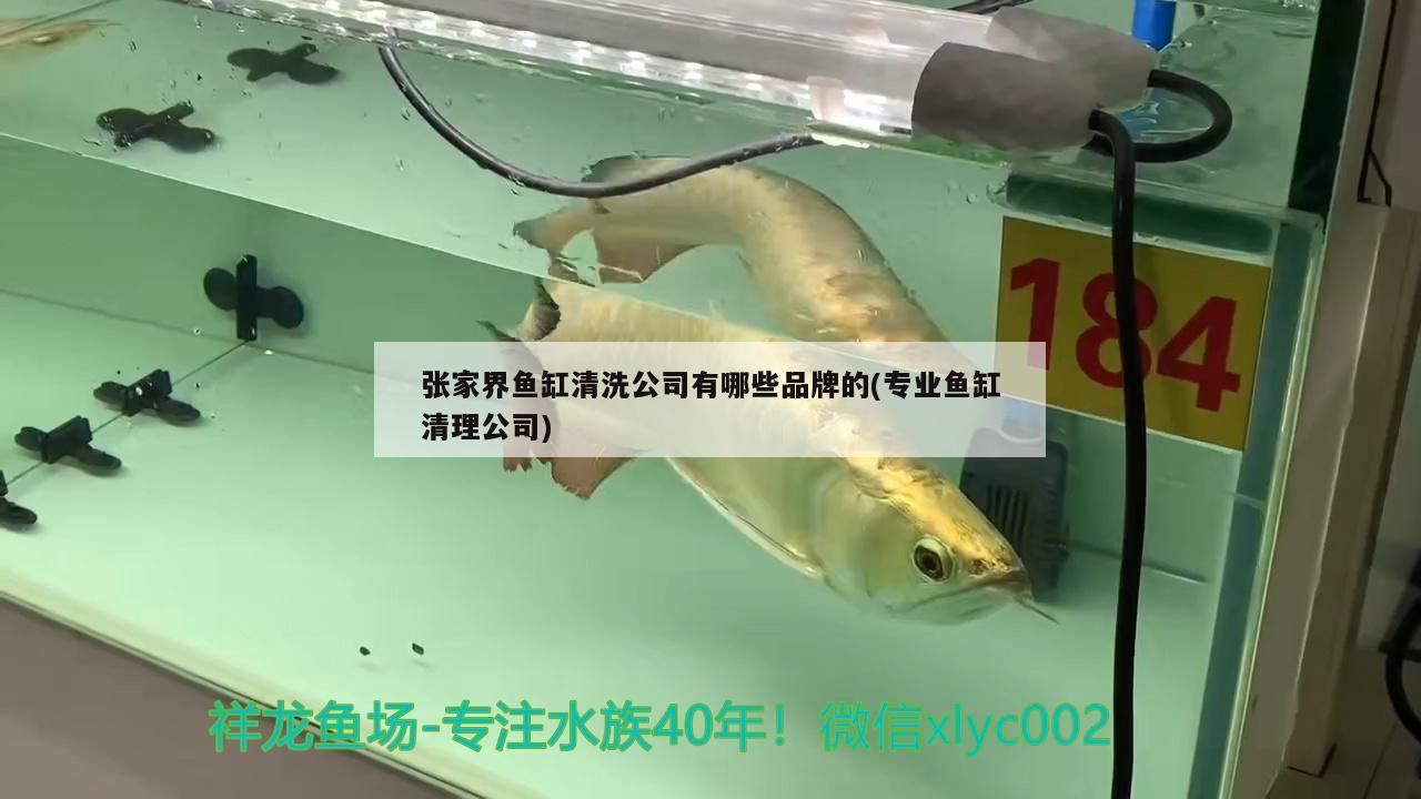 張家界魚缸清洗公司有哪些品牌的(專業(yè)魚缸清理公司)