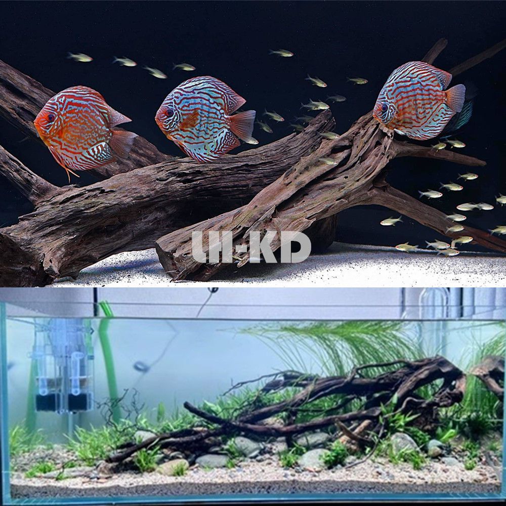 800的魚缸能養(yǎng)幾條七彩魚：800的魚缸養(yǎng)七彩魚的注意事項(xiàng)