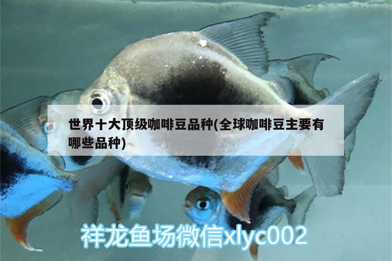 世界十大頂級咖啡豆品種(全球咖啡豆主要有哪些品種) 世界十大頂級咖啡豆品種(全球咖啡豆主要有哪些品種) 馬來西亞咖啡
