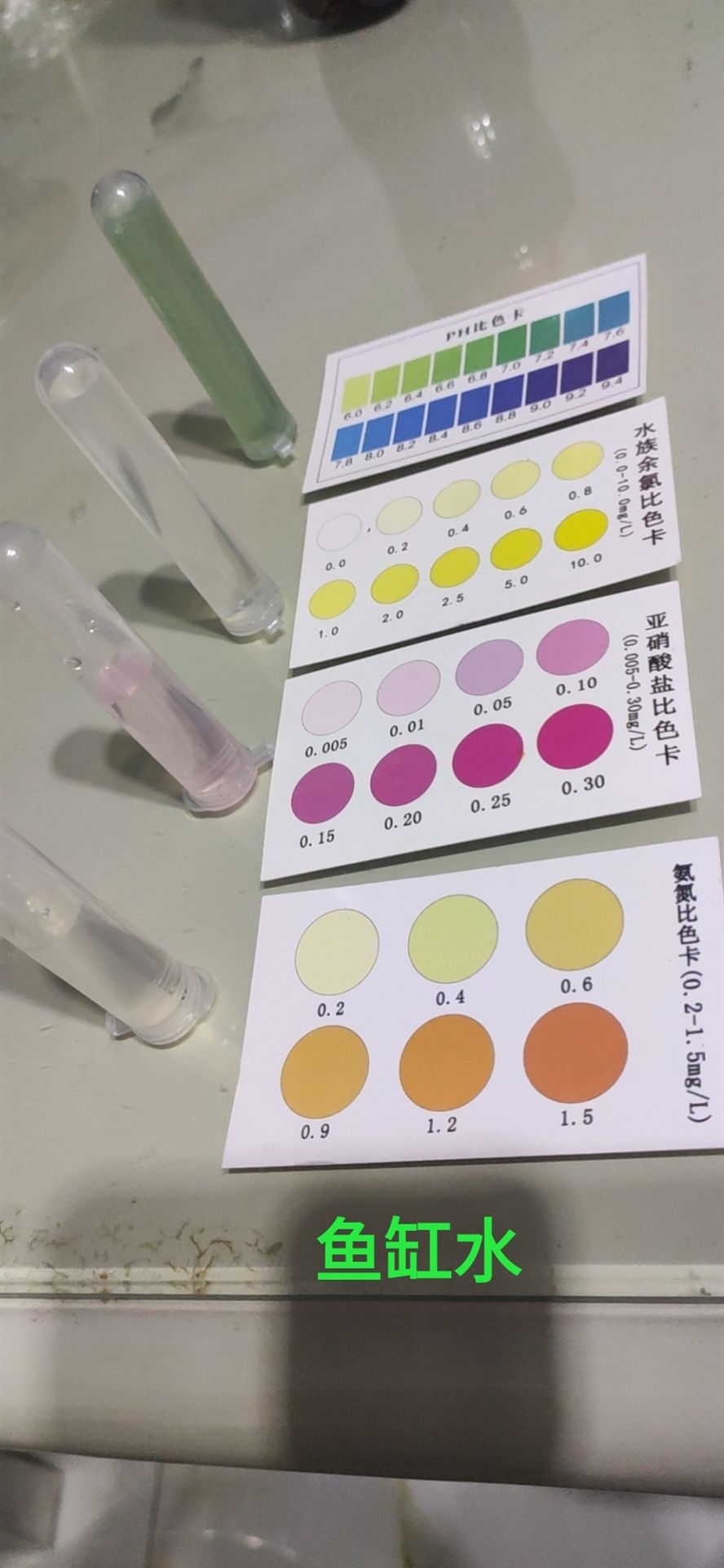 打卡測試下水 打卡測試下水 錦鯉魚百科 第1張