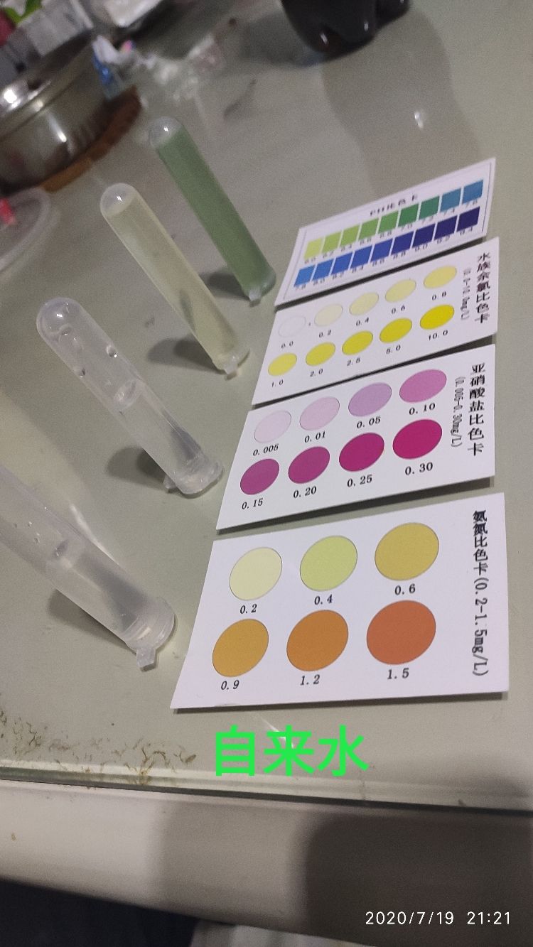 打卡測試下水 打卡測試下水 錦鯉魚百科 第2張