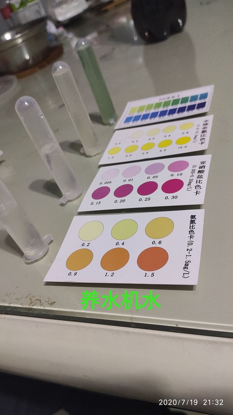 打卡測試下水 打卡測試下水 錦鯉魚百科 第3張