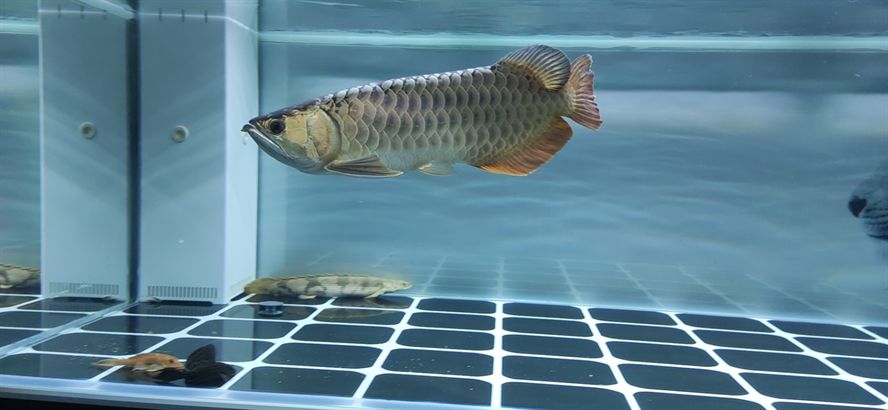 打卡測試下水 打卡測試下水 錦鯉魚百科 第4張