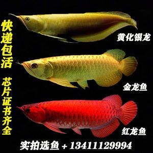 紅龍魚芯片用什么掃描的：紅龍魚芯片掃描儀購買指南