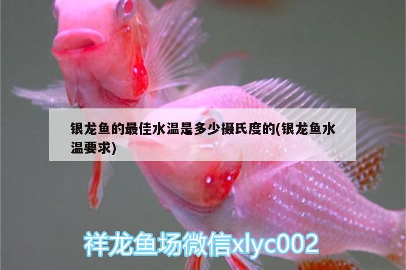 銀龍魚的最佳水溫是多少攝氏度的(銀龍魚水溫要求)