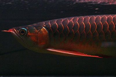 紅龍魚買什么品種好養(yǎng)一點：如何選購紅龍魚 紅龍魚買什么品種好養(yǎng)一點：如何選購紅龍魚 紅龍魚百科 第3張