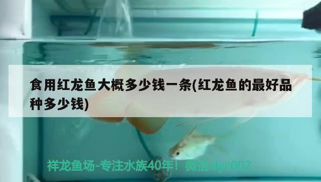 食用紅龍魚大概多少錢一條(紅龍魚的最好品種多少錢)