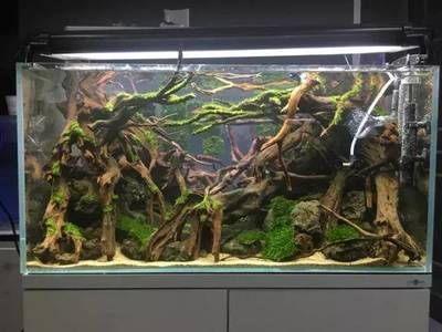 ada水族造景官網ada水族造景官網（ADA水族）：ada水族造景是一種由日本水草造景初學者可尚創立的獨特風格