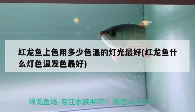 紅龍魚上色用多少色溫的燈光最好(紅龍魚什么燈色溫發色最好)