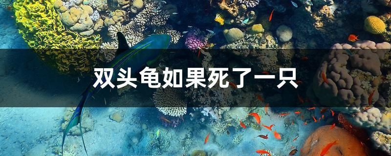 雙頭龜如果死了一只