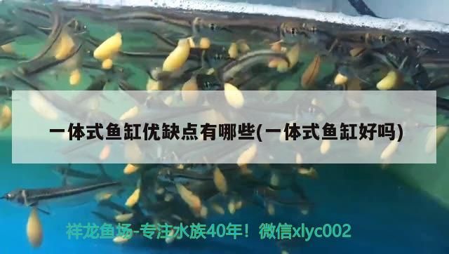 一體式魚缸優缺點有哪些(一體式魚缸好嗎)