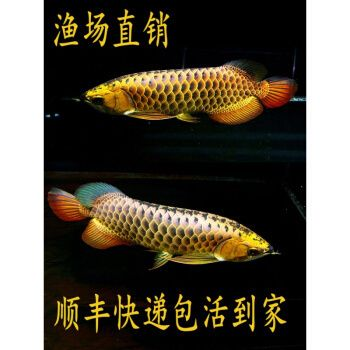 24k過背金龍魚:24k過背金龍魚是一種觀賞魚的觀賞價(jià)值和收藏價(jià)值 金龍魚百科 第5張 24k過背金龍魚:24k過背金龍魚是一種觀賞魚的觀賞價(jià)值和收藏價(jià)值 24k過背金龍魚:24k過背金龍魚是一種觀賞魚的觀賞價(jià)值和收藏價(jià)值 金龍魚百科 第5張