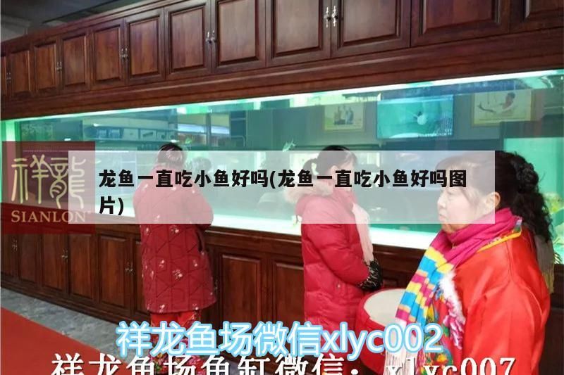 龍魚一直吃小魚好嗎(龍魚一直吃小魚好嗎圖片) 錦鯉魚百科 第2張 龍魚一直吃小魚好嗎(龍魚一直吃小魚好嗎圖片) 龍魚一直吃小魚好嗎(龍魚一直吃小魚好嗎圖片) 錦鯉魚百科 第2張