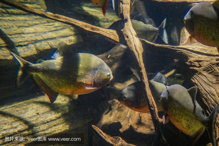 虎魚野生環(huán)境圖片：關于虎魚野生環(huán)境的相關信息 虎魚野生環(huán)境圖片：關于虎魚野生環(huán)境的相關信息 虎魚百科 第2張