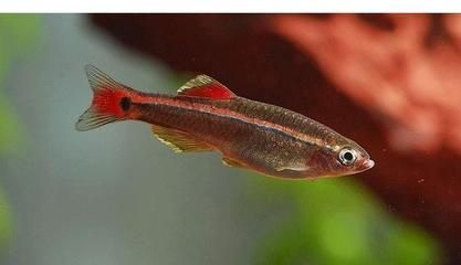 虎魚野生環(huán)境圖片：關于虎魚野生環(huán)境的相關信息 虎魚野生環(huán)境圖片：關于虎魚野生環(huán)境的相關信息 虎魚百科 第3張