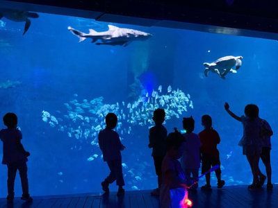 水族館制作廠家電話:水族館制作廠家電話的作用 水族館百科(水族館加盟) 第4張 水族館制作廠家電話:水族館制作廠家電話的作用 水族館制作廠家電話:水族館制作廠家電話的作用 水族館百科(水族館加盟) 第4張
