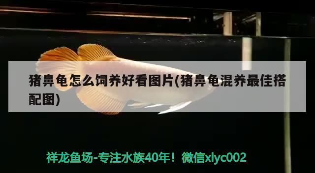 豬鼻龜怎么飼養好看圖片(豬鼻龜混養最佳搭配圖)