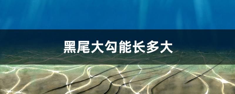 黑尾大勾能長多大