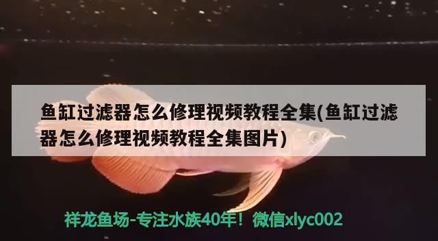 魚(yú)缸過(guò)濾器怎么修理視頻教程全集(魚(yú)缸過(guò)濾器怎么修理視頻教程全集圖片) 魚(yú)缸過(guò)濾器怎么修理視頻教程全集(魚(yú)缸過(guò)濾器怎么修理視頻教程全集圖片) 黃金貓魚(yú)百科