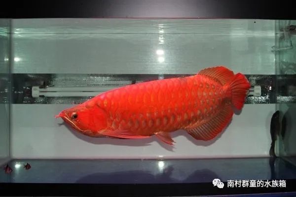 紅龍魚挑選及價格概述