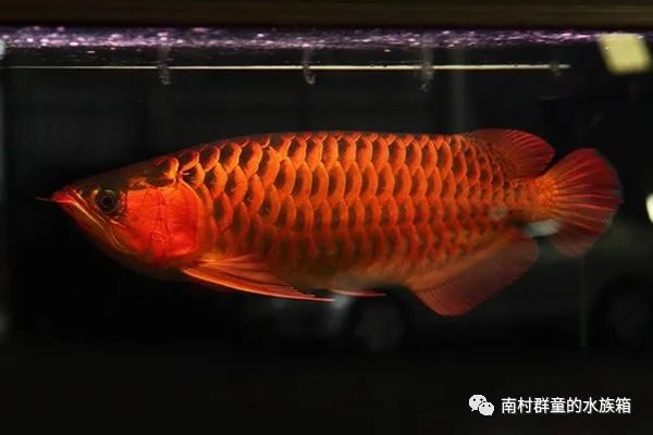 紅龍魚挑選及價格概述