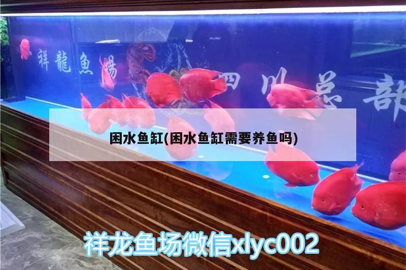困水魚缸(困水魚缸需要養魚嗎)