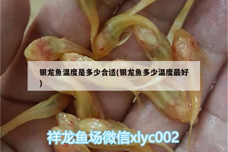 銀龍魚溫度是多少合適(銀龍魚多少溫度最好)