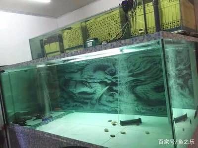 魟魚繁殖缸過濾設計：在設計魟魚繁殖缸的過濾系統時有幾個關鍵因素需要考慮