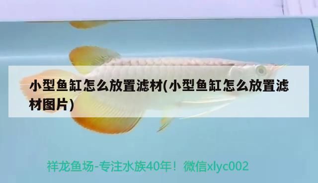 小型魚缸怎么放置濾材(小型魚缸怎么放置濾材圖片)