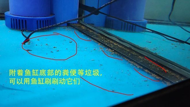 大型魚缸價格及圖片（大型魚缸價格及圖片大全）