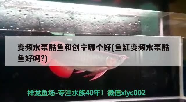 變頻水泵酷魚和創(chuàng)寧哪個好(魚缸變頻水泵酷魚好嗎?)