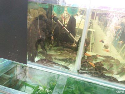 水族館一般賣什么（水族館一般銷售商品）