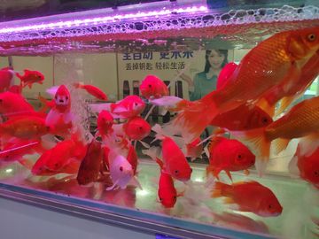 水族館一般賣什么（水族館一般銷售商品）
